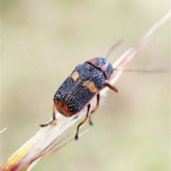 Aporocera (Aporocera) rufoterminalis at Cook, ACT - 8 Dec 2022