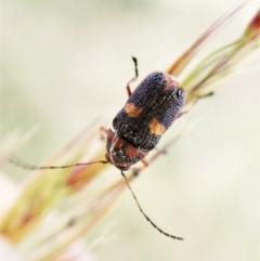 Aporocera (Aporocera) rufoterminalis at Cook, ACT - 8 Dec 2022