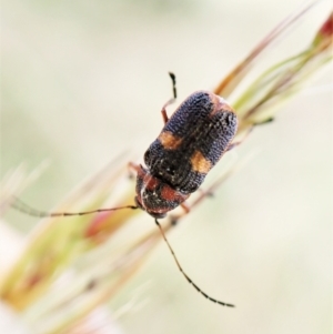 Aporocera (Aporocera) rufoterminalis at Cook, ACT - 8 Dec 2022