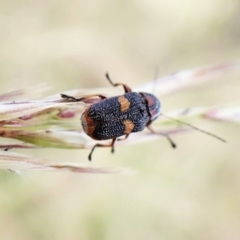 Aporocera (Aporocera) rufoterminalis at Cook, ACT - 8 Dec 2022