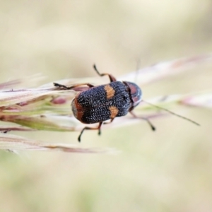 Aporocera (Aporocera) rufoterminalis at Cook, ACT - 8 Dec 2022