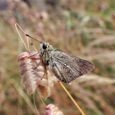 Trapezites luteus (Yellow Ochre, Rare White-spot Skipper) at Cook, ACT - 8 Dec 2022 by CathB