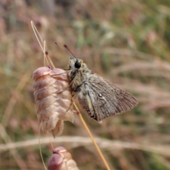 Trapezites luteus at Cook, ACT - 8 Dec 2022