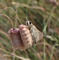 Trapezites luteus at Cook, ACT - 8 Dec 2022 05:11 PM