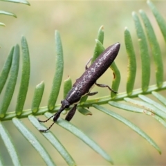 Rhinotia phoenicoptera at Cook, ACT - 8 Dec 2022