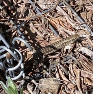 Ctenotus robustus at Oxley, ACT - 10 Dec 2022