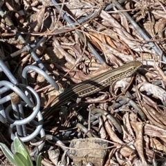 Ctenotus robustus (Robust Striped-skink) at Oxley, ACT - 10 Dec 2022 by RAllen