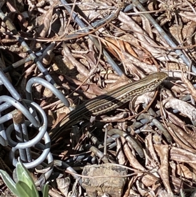Ctenotus robustus (Robust Striped-skink) at Oxley, ACT - 10 Dec 2022 by RAllen
