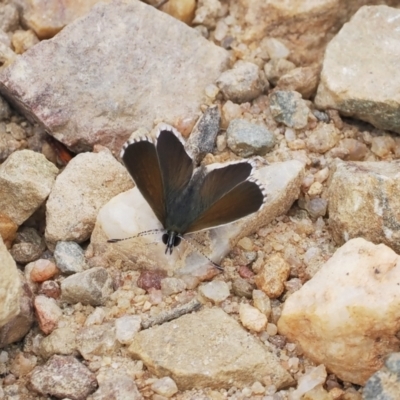 Neolucia agricola (Fringed Heath-blue) at Mount Clear, ACT - 4 Dec 2022 by RAllen