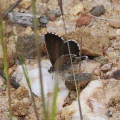 Neolucia agricola at Mount Clear, ACT - 5 Dec 2022 09:32 AM