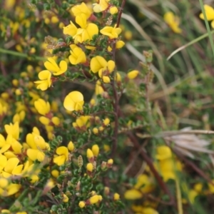 Bossiaea foliosa at Mount Clear, ACT - 5 Dec 2022