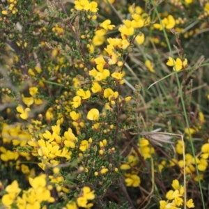 Bossiaea foliosa at Mount Clear, ACT - 5 Dec 2022