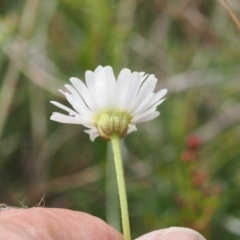 Brachyscome aculeata (Hill Daisy) at Mount Clear, ACT - 4 Dec 2022 by RAllen