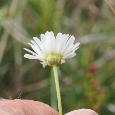 Brachyscome aculeata (Hill Daisy) at Mount Clear, ACT - 5 Dec 2022 by RAllen