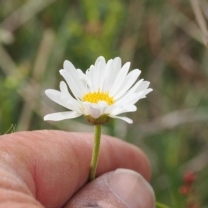 Brachyscome aculeata at Mount Clear, ACT - 5 Dec 2022 10:02 AM