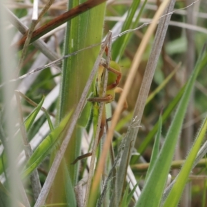 Neosparassus patellatus at Mount Clear, ACT - 5 Dec 2022