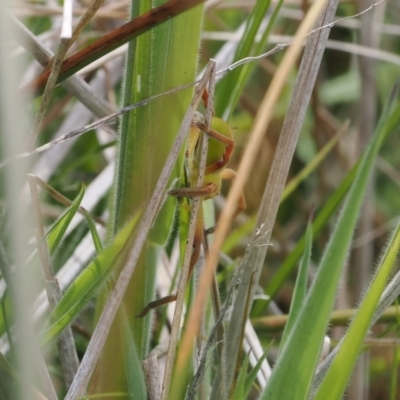 Neosparassus patellatus (Tasmanian Badge Huntsman) at Mount Clear, ACT - 5 Dec 2022 by RAllen