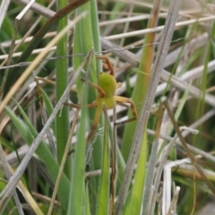 Neosparassus sp. (genus) at Mount Clear, ACT - 5 Dec 2022