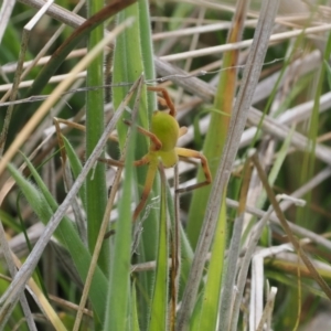 Neosparassus patellatus at Mount Clear, ACT - 5 Dec 2022