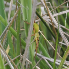 Neosparassus patellatus at Mount Clear, ACT - 5 Dec 2022