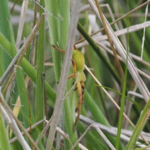 Neosparassus patellatus at Mount Clear, ACT - 5 Dec 2022