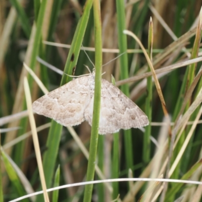 Unidentified Geometer moth (Geometridae) at Mount Clear, ACT - 4 Dec 2022 by RAllen