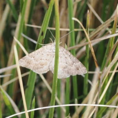 Chrysolarentia argocyma (White-waved Carpet) at Mount Clear, ACT - 5 Dec 2022 by RAllen