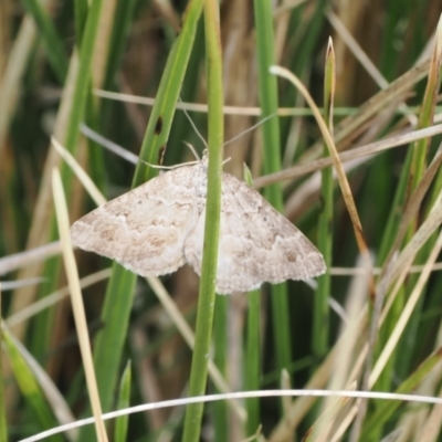 Unidentified Geometer moth (Geometridae) at Mount Clear, ACT - 5 Dec 2022 by RAllen