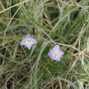 Veronica gracilis at Mount Clear, ACT - 5 Dec 2022