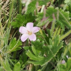 Geranium antrorsum (Rosetted Cranesbill) at Mount Clear, ACT - 5 Dec 2022 by RAllen