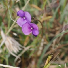 Swainsona behriana (Behr's Swainson-Pea) at Mount Clear, ACT - 5 Dec 2022 by RAllen