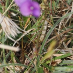 Swainsona behriana at Mount Clear, ACT - 5 Dec 2022 10:11 AM