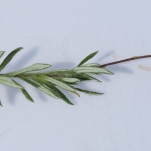 Leptorhynchos squamatus subsp. alpinus at Mount Clear, ACT - 5 Dec 2022