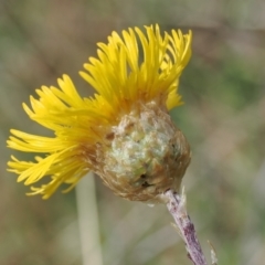 Podolepis jaceoides (Showy Copper-wire Daisy) at Mount Clear, ACT - 5 Dec 2022 by RAllen