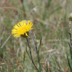 Podolepis jaceoides at Mount Clear, ACT - 5 Dec 2022