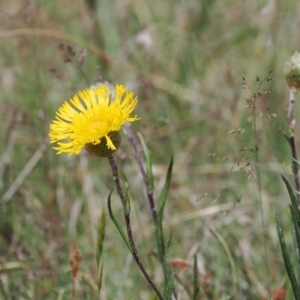 Podolepis jaceoides at Mount Clear, ACT - 5 Dec 2022