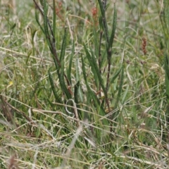 Podolepis jaceoides at Mount Clear, ACT - 5 Dec 2022