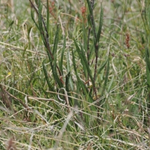 Podolepis jaceoides at Mount Clear, ACT - 5 Dec 2022