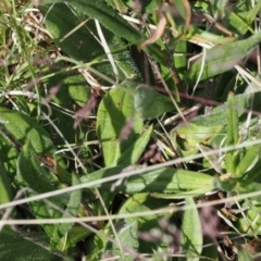 Podolepis jaceoides at Mount Clear, ACT - 5 Dec 2022