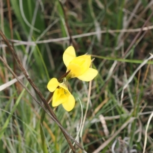 Diuris monticola at Mount Clear, ACT - 5 Dec 2022