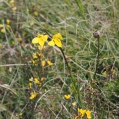 Diuris monticola at Mount Clear, ACT - 5 Dec 2022