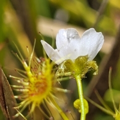 Drosera gunniana (Pale Sundew) at Dunlop Grasslands - 10 Dec 2022 by trevorpreston