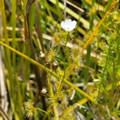 Drosera gunniana at Dunlop, ACT - 10 Dec 2022