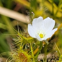 Drosera gunniana at Dunlop, ACT - 10 Dec 2022