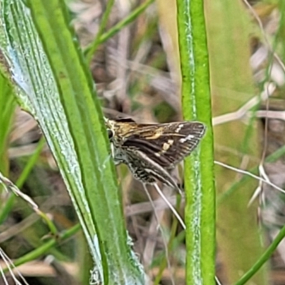 Taractrocera papyria (White-banded Grass-dart) at Dunlop Grasslands - 10 Dec 2022 by trevorpreston