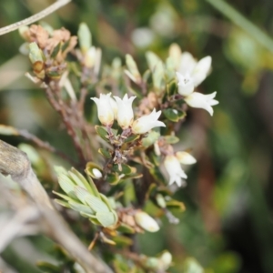 Acrothamnus hookeri at Mount Clear, ACT - 5 Dec 2022 10:45 AM