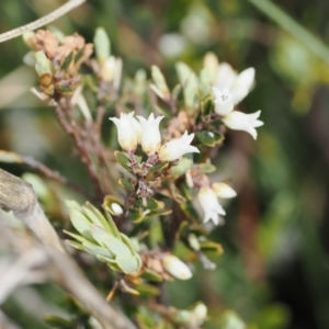 Acrothamnus hookeri at Mount Clear, ACT - 5 Dec 2022