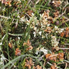 Acrothamnus hookeri at Mount Clear, ACT - 5 Dec 2022 10:45 AM