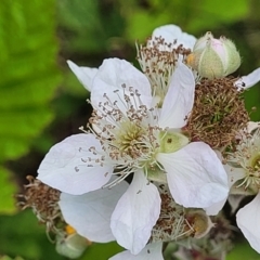 Rubus fruticosus species aggregate (Blackberry) at Dunlop, ACT - 10 Dec 2022 by trevorpreston
