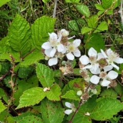 Rubus fruticosus species aggregate at Dunlop, ACT - 10 Dec 2022